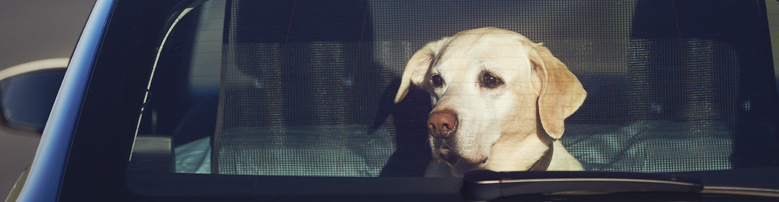 Dogs in Hot Cars