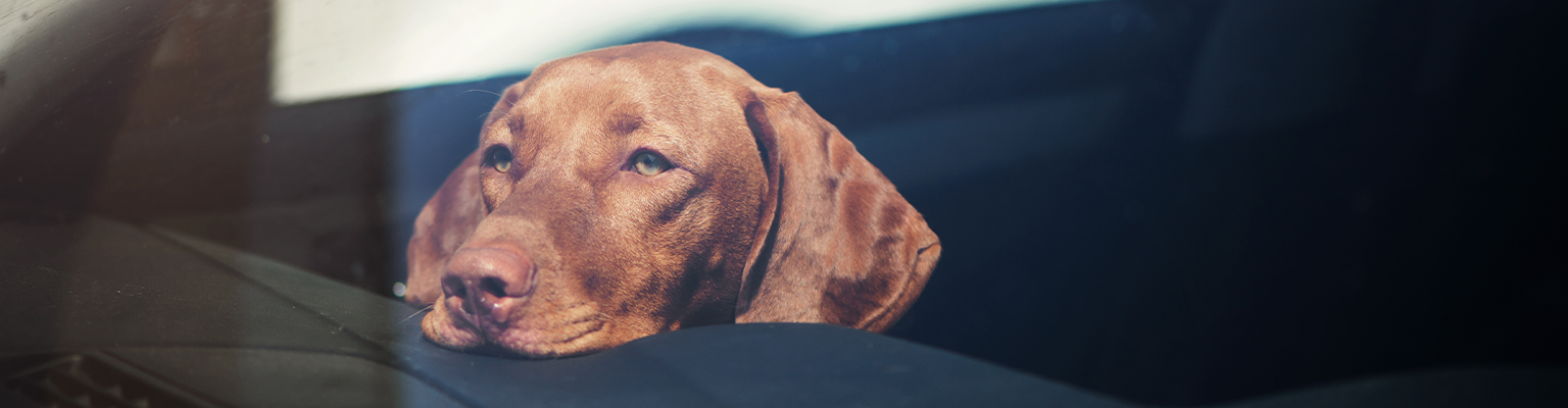 Hot Days for Dogs