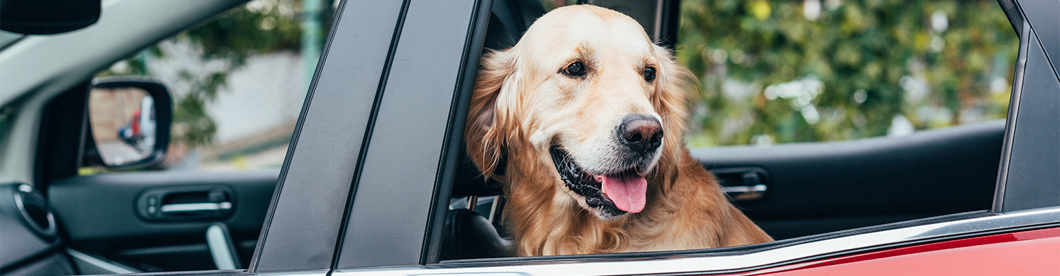 dogs in parked cars