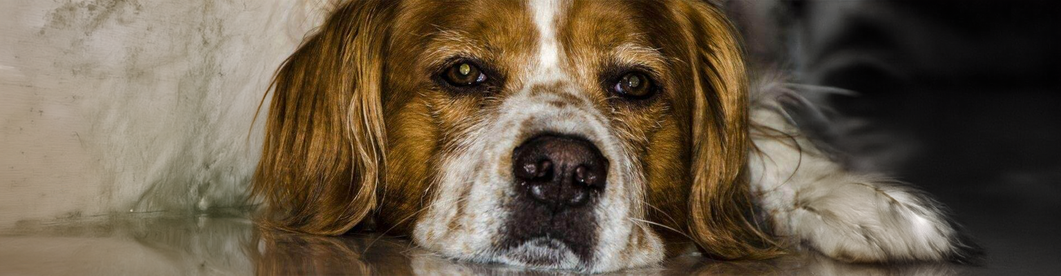 how long can a dog last in a hot car